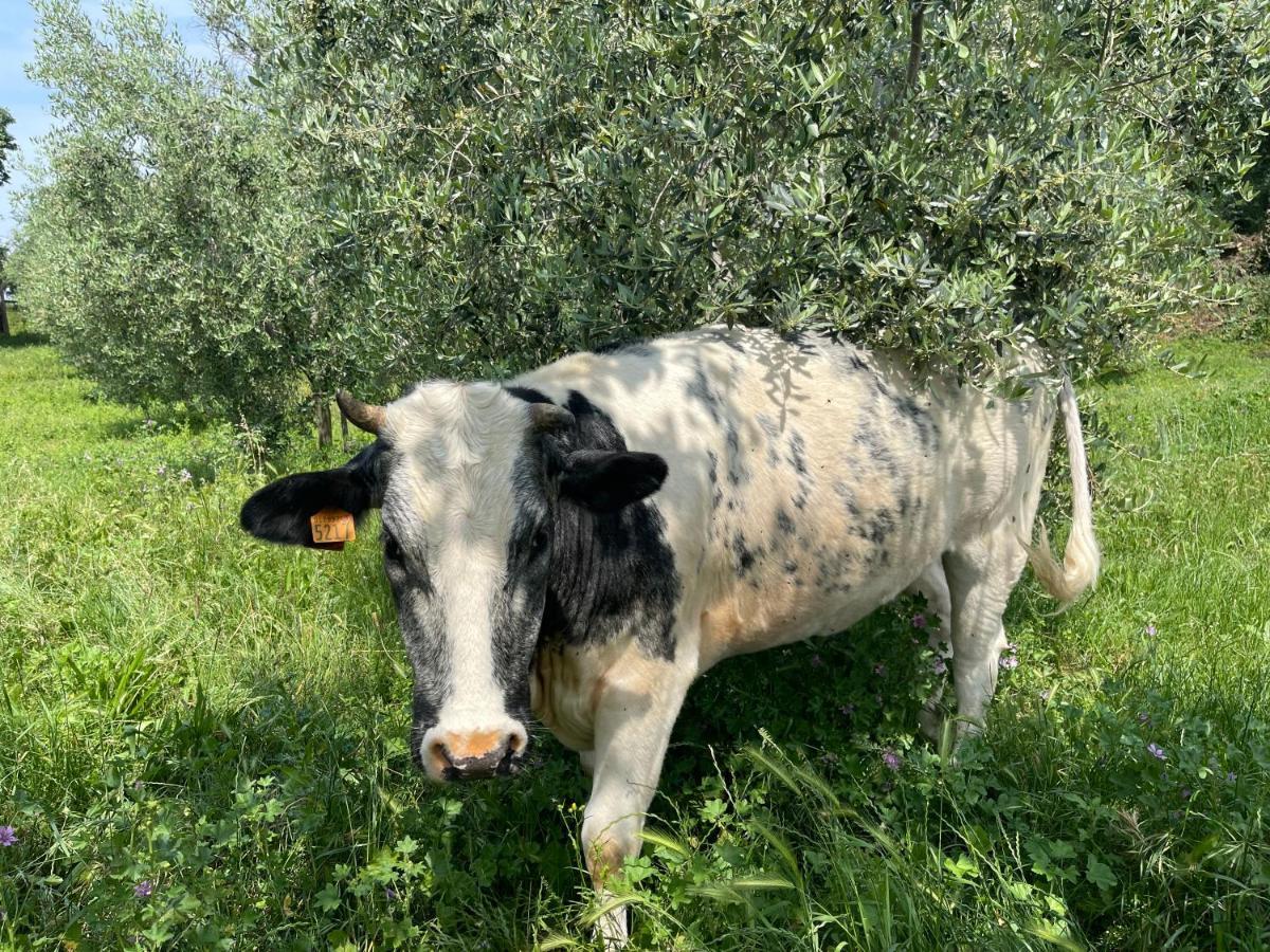 Bedizzole Agriturismo Monteroseo מראה חיצוני תמונה