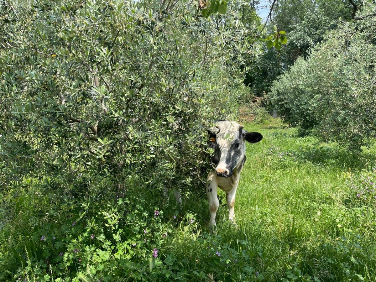 Bedizzole Agriturismo Monteroseo מראה חיצוני תמונה